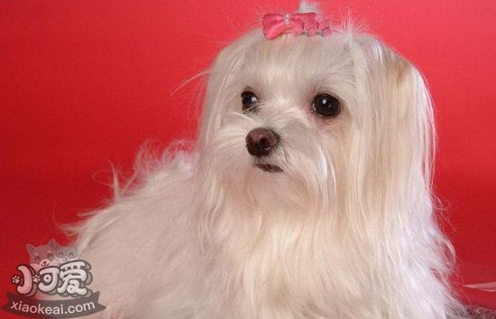 馬爾濟斯犬毛發怎么打理 馬爾濟斯犬毛發打理教程