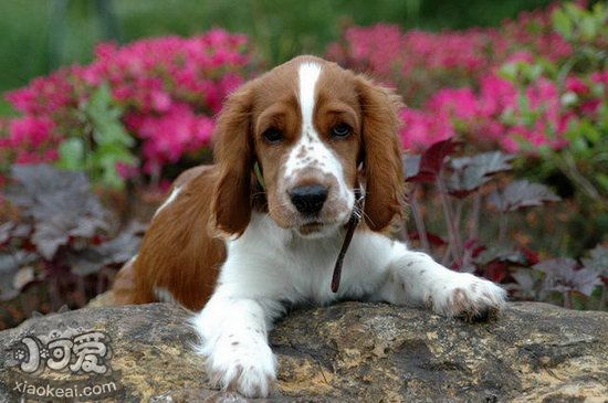 史賓格犬耳朵怎么清理 史賓格犬耳朵清潔護(hù)理流程1