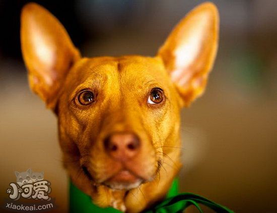 法老王獵犬牙齒怎么護理 法老王獵犬牙齒護理方法2