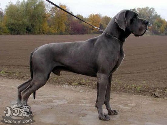 大丹犬耳朵怎么護理 大丹犬耳朵清理方法