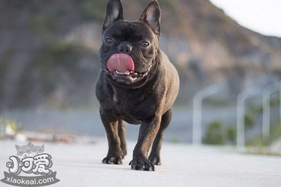老年法斗怎么照顧 老年法國斗牛犬養護注意事項2