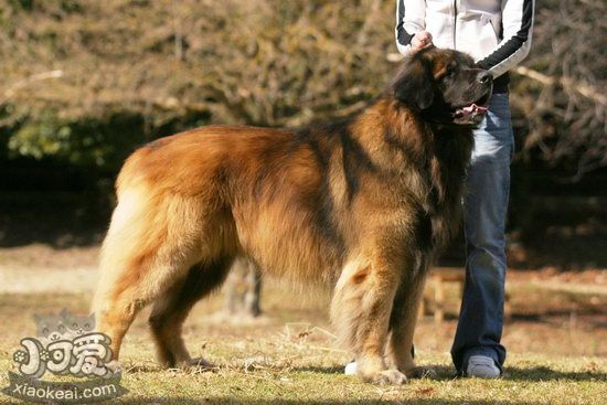 蘭波格犬毛發怎么護理 蘭波格犬毛發護理方法1