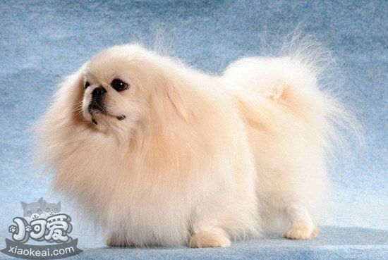 京巴犬吃什么毛發(fā)更好 北京犬吃什么食物毛發(fā)更有光澤1