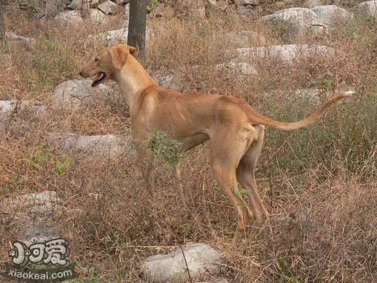 細犬吃什么毛發色澤好 中國細犬吃什么對毛色好1