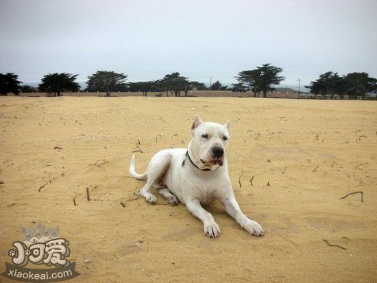 杜高犬怎么護理耳朵 杜高犬耳朵清潔方法1