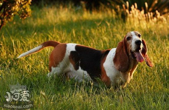 巴吉度犬耳朵怎么護理 巴吉度犬耳朵護理方法1