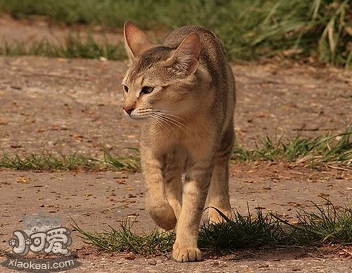 非洲獅子貓脫肛怎么辦 脫肛又叫直腸脫