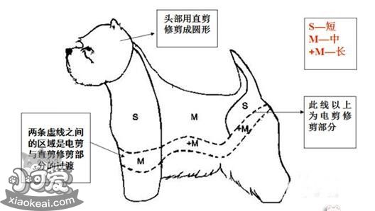 西高地白梗怎么修毛 西高地白梗修剪毛發教程詳解1