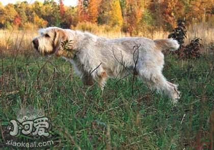 史畢諾犬不能吃什么 史畢諾犬禁忌食物介紹