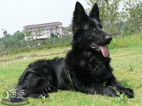 比利時(shí)牧羊犬怎么養(yǎng) 比利時(shí)牧羊犬飼養(yǎng)護(hù)理方法1