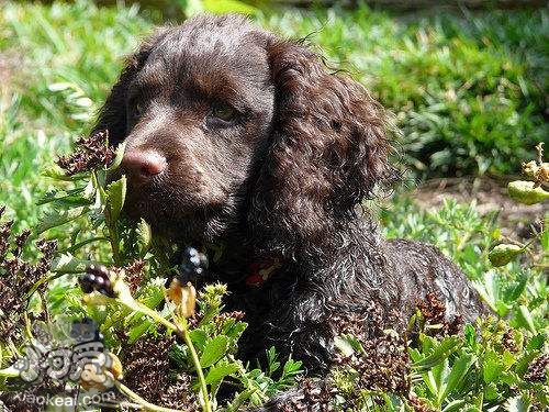 美國水獵犬性格好不好 美國水獵犬性格詳解