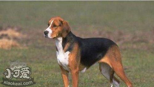 英國(guó)獵狐犬吃什么 英國(guó)獵狐犬喂養(yǎng)知識(shí)