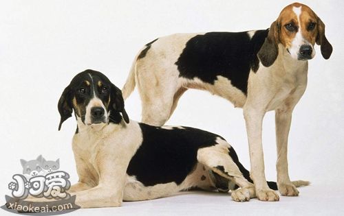 英國(guó)獵狐犬性格怎么樣 優(yōu)秀護(hù)衛(wèi)犬種