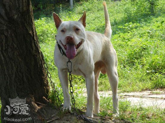 下司犬怎么護理 下司犬日常護理方法1
