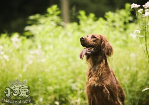 愛爾蘭雪達犬怎么護理 毛發護理方法