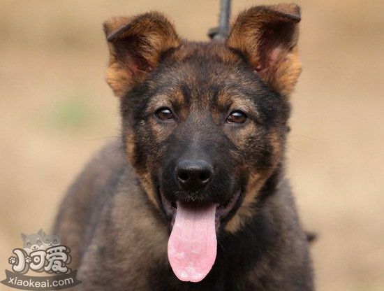 昆明犬吃什么狗糧好 昆明犬狗糧選擇推薦1