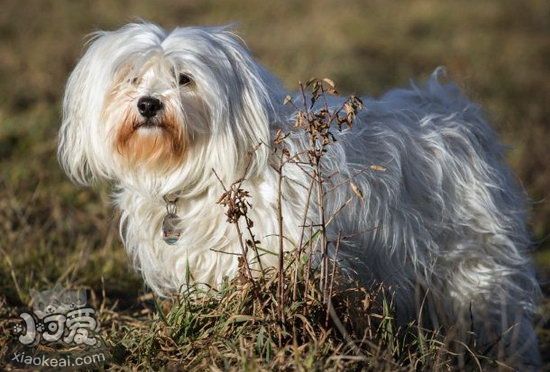 哈瓦那犬吃什么狗糧好 哈瓦那犬狗糧選擇推薦2