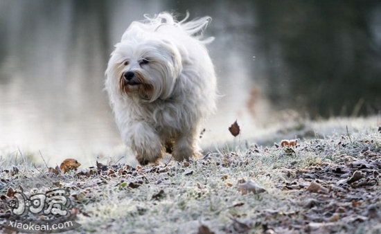 哈瓦那犬耳朵怎么清潔 哈瓦那犬耳朵清潔護理流程1