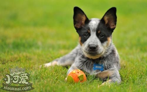 澳大利亞牧牛犬怎么護理 澳大利亞牧牛犬護理方法