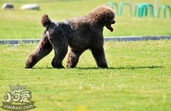 巨型貴賓犬怎么養 巨型貴賓犬飼養方法1