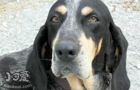 黑褐獵浣熊犬怎么美容 黑褐獵浣熊犬美容護(hù)理方法
