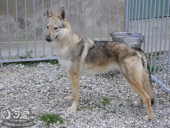 捷克狼犬夏季飲食注意事項1