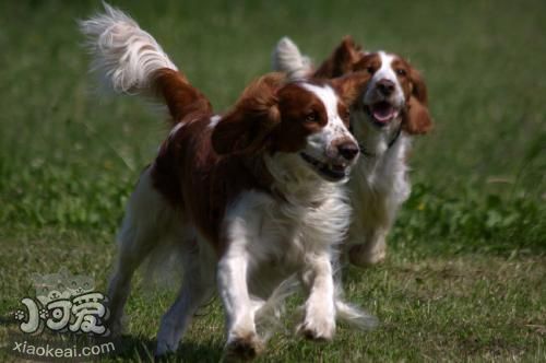 威爾士跳獵犬每天喂幾次 威爾士跳獵犬喂食次數
