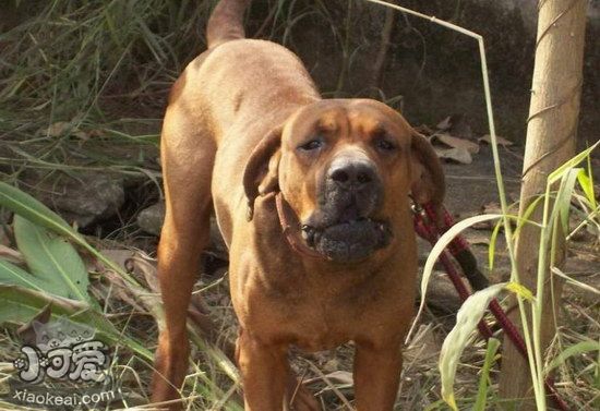 日本土佐犬怎么驅蟲 日本土佐犬驅蟲方法1