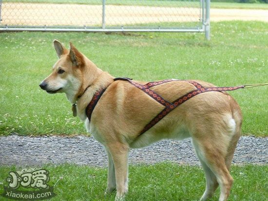 奇努克犬耳朵怎么清潔 奇努克犬耳朵清潔護(hù)理方法1