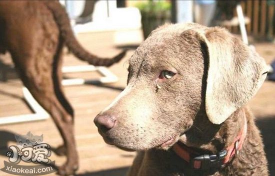 乞沙比克獵犬怎么護毛 毛發護理方法