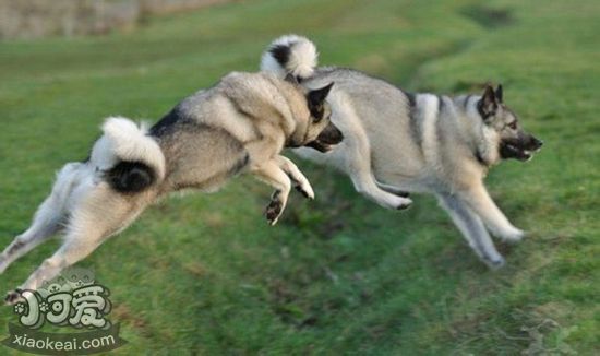 挪威獵鹿犬怎么洗澡 挪威獵鹿犬洗澡護理