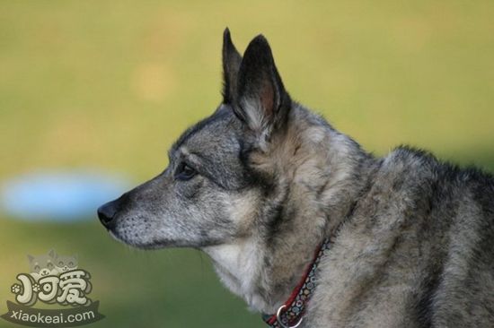 挪威獵鹿犬耳朵怎么護(hù)理 耳朵護(hù)理教程