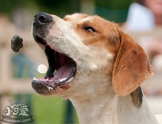 美國(guó)獵狐犬挑食怎么辦 美國(guó)獵狐犬挑食糾正辦法