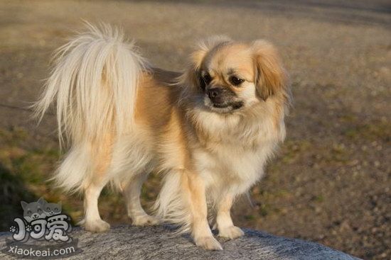 西藏獵犬怎么洗澡 西藏獵犬洗澡護理教程1