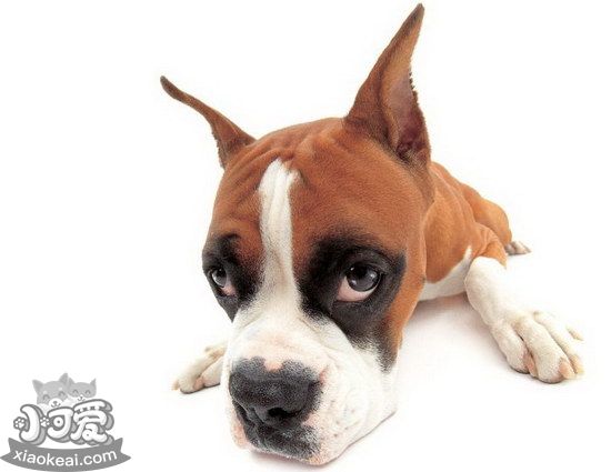 拳師犬怎么養 拳師犬飼養心得分享1