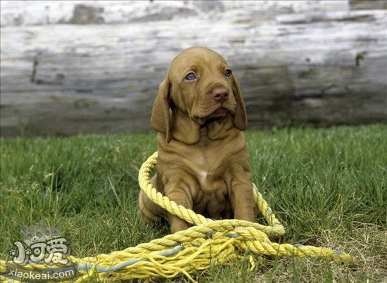 維希拉獵犬亂吠叫怎么辦 維希拉獵犬亂叫糾正方法1