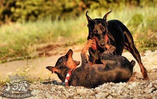 德國賓莎犬耳朵怎么清潔 德國賓莎犬耳朵清潔方法