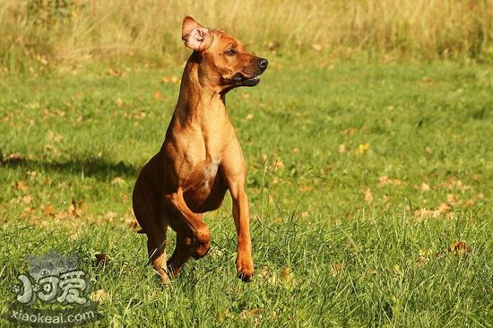 羅得西亞脊背犬吃什么狗糧 獵獅犬自制狗糧制作方法