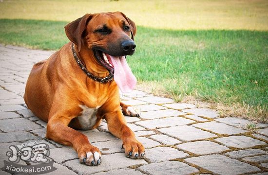 羅得西亞脊背犬性格怎么樣 獵獅犬性格平易近人