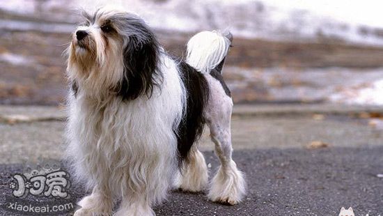 羅秦犬吃什么狗糧 羅秦犬狗糧食用推薦