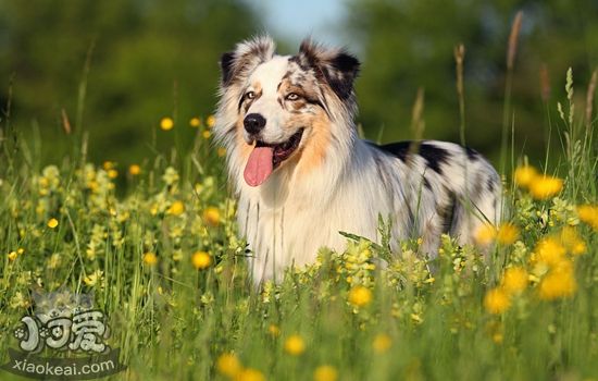 澳洲牧羊犬好養嗎 澳大利亞牧羊犬飼養要點