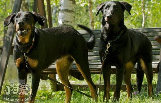 法國(guó)狼犬耳朵怎么清潔 法國(guó)狼犬耳朵清潔護(hù)理方法1