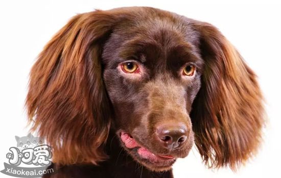 博伊金獵犬得了胰腺炎有什么癥狀 胰腺炎癥狀介紹