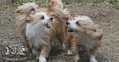 葡萄牙波登可犬抽搐怎么辦 葡萄牙波登可犬抽搐應(yīng)對方法