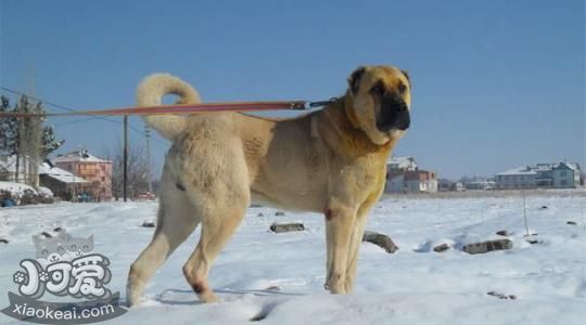安納托利亞牧羊犬怎么養 安納托利亞牧羊犬飼養知識