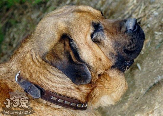 馬士提夫犬怎么自制狗糧 馬士提夫獒犬自制狗糧配方介紹1