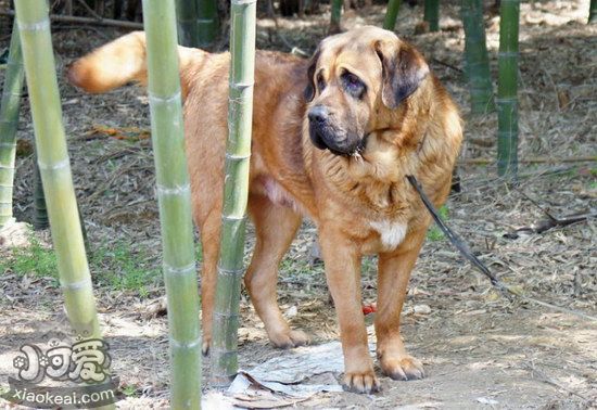 馬士提夫獒犬拉稀怎么辦 馬士提夫獒犬拉肚子解決方法1