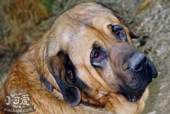 馬士提夫獒犬怎么驅蟲 馬士提夫獒犬驅蟲方法1