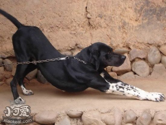 波音達(dá)獵犬耳朵怎么清潔 波音達(dá)獵犬耳朵護(hù)理流程1