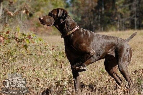 波音達獵犬患耳螨怎么治療 波音達獵犬耳螨治療方法1
